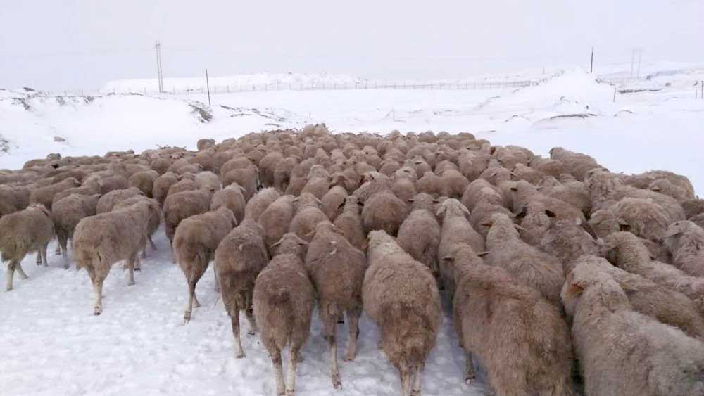 mongolia2.jpg