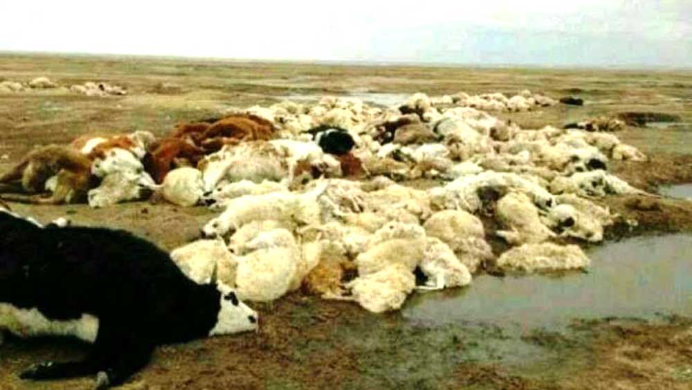 mongolia-3.jpg