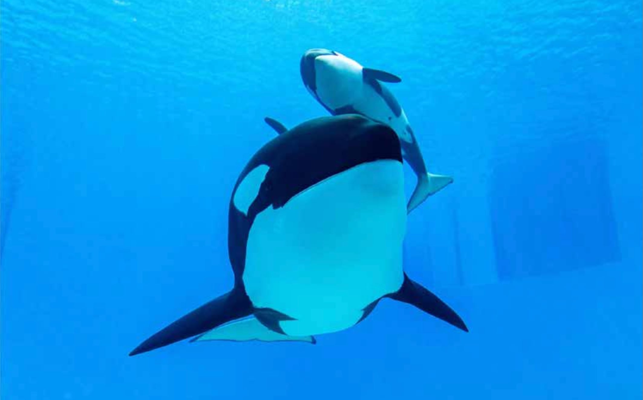 鲸豚集中营（下）中国逆势打造虎鲸王国｜ 绿色情报员– 普通话主页