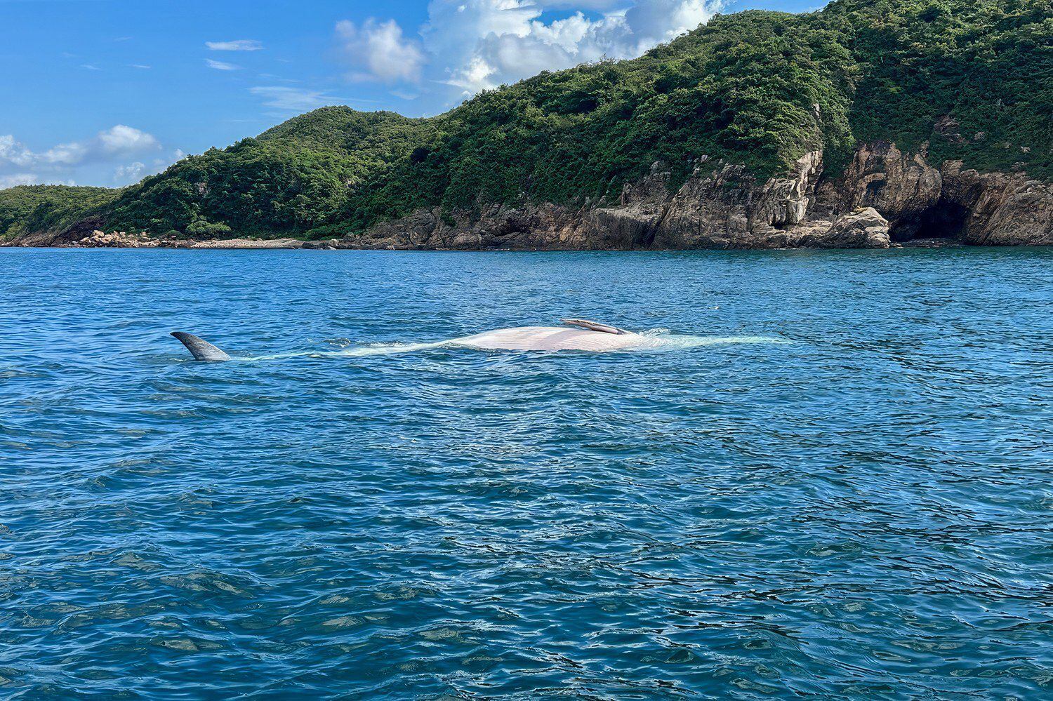 布氏鯨被螺旋槳打到「反肚」亡專家批港府和市民缺乏保育意識– RFA 自由亞洲電台粵語部