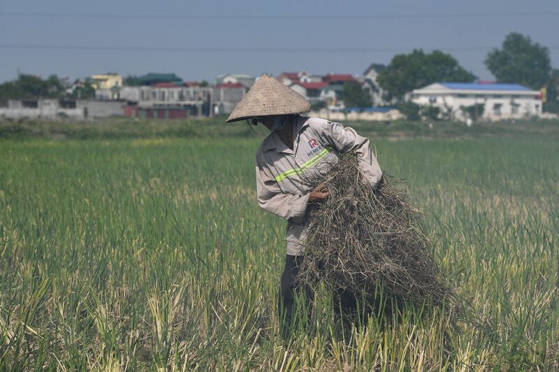 Ảnh minh họa: Nông dân dọn đồng hôm 4/6/2020.