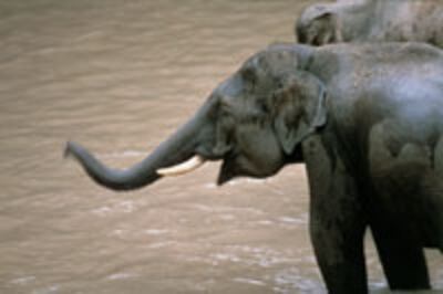 elephants_200.jpg