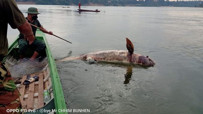 Dolphin_died_in_Stung_Treng_borders_with_Laos_021522.jpg