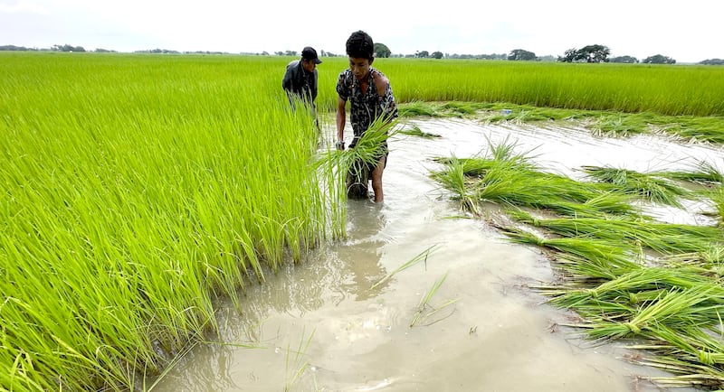 ရန်ကုန်တိုင်း ဒလမြို့နယ်က လယ်သမားတွေ လယ်ယာလုပ်ငန်းခွင် ဝင်ရောက်လုပ်ကိုင်နေတာကို ၂၀၂၃ ခုနှစ် ဩဂုတ်လက တွေ့ရစဉ်။ (Photo : RFA)