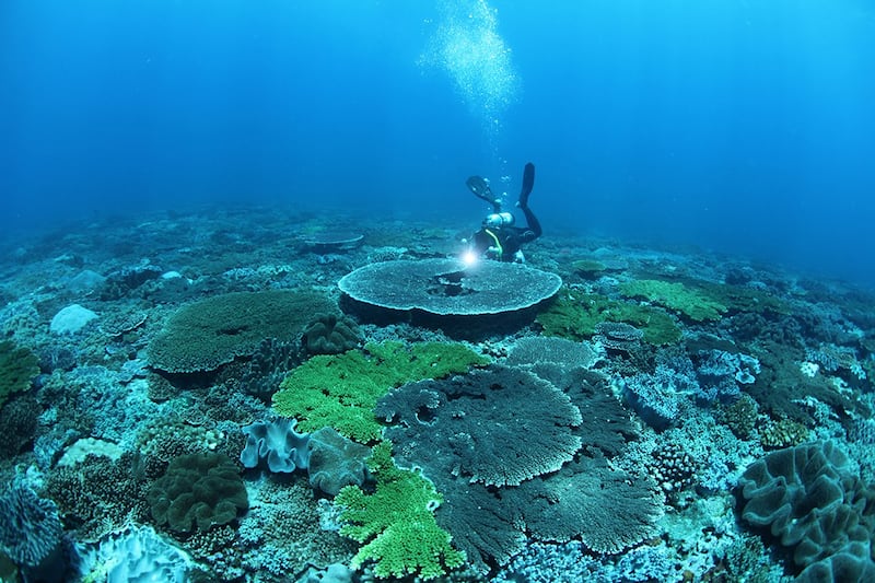 棘冠海星大爆发的原因仍是谜团,东沙外环礁少有人为污染,却仍逃不出海星肆虐的“魔掌”。(郑明修研究团队提供)