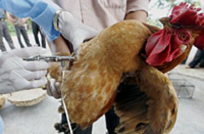 bird_flu_vietnam-200.jpg