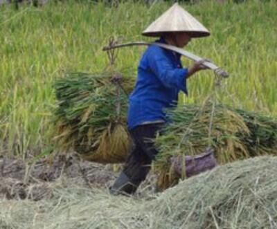 Một nông dân vùng ven Hà Nội. RFA photo