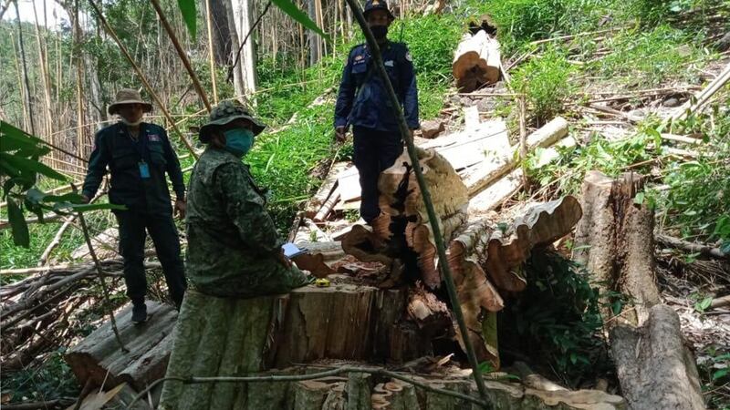 Authorities_inspect_cutting_trees_in_Ohuch_Mondulkiri_062621.jpg