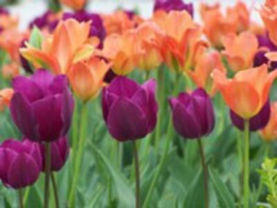 TulipFlower200.jpg