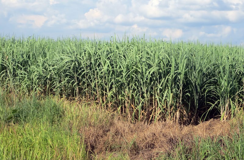 ចម្ការ​អំពៅ​របស់​ជនជាតិ​វៀតណាម នៅ​លើ​ដី​ដែល​បាន​ជួល​​ពី​ក្រុមហ៊ុន ម៉ែន សារុន នៅ​ក្នុង​ឃុំ​ជាំក្រវៀន ស្រុក​មេមត់ ខេត្ត​ត្បូងឃ្មុំ។ រូបថត​ថ្ងៃ​ទី​៣០ សីហា ឆ្នាំ​២០១៦