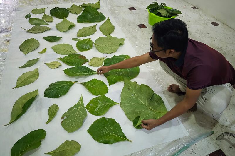 ပိတ်စအဖြူပေါ် သဘာဝသစ်ရွက်များနှင့် အရောင်ဆိုးပြီး လက်မှုအထည် ဒီဇိုင်းပြုလုပ်နေပုံကို ၂၀၂၄ ခုနှစ် ဇန်နဝါရီလ ၂၄ ရက်နေ့က တွေ့ရစဉ်။ (Photo: RFA)