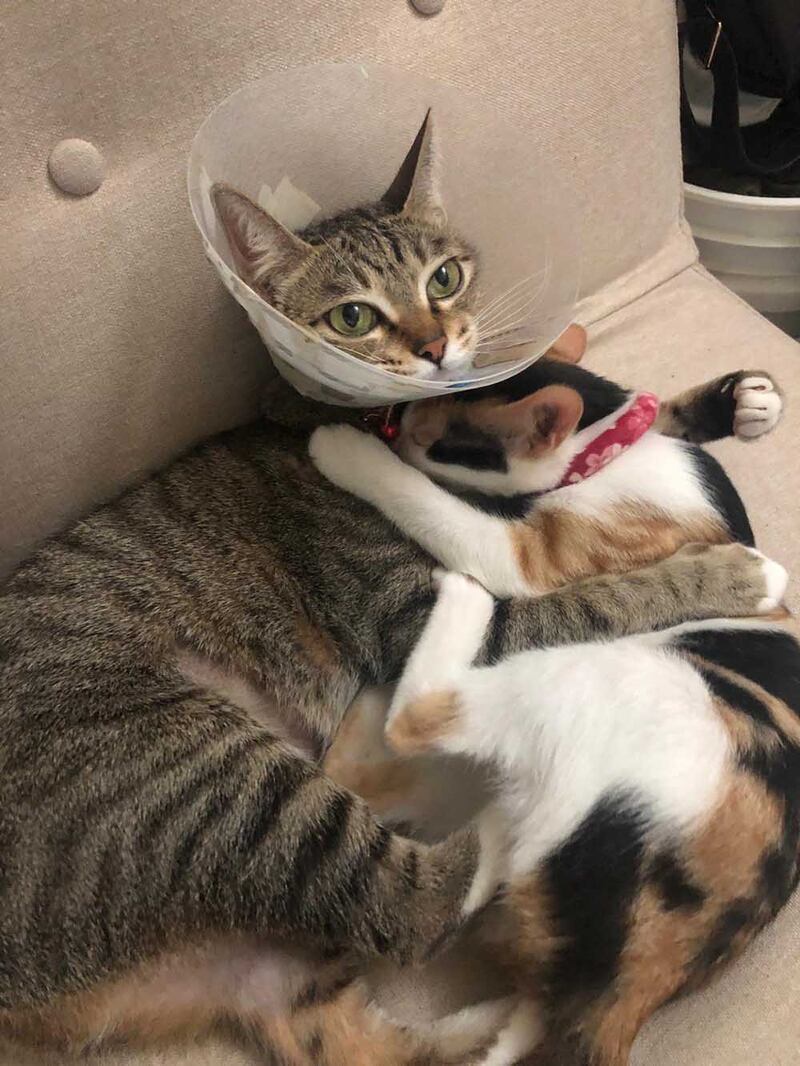 默默陪伴我工作的兩位主子（文海欣 攝）