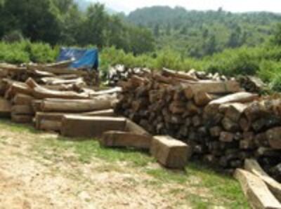 080328-illegalLogging_200.jpg