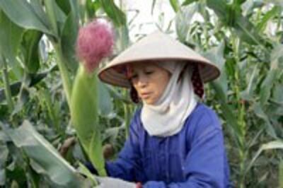 FarmerWomen200.jpg