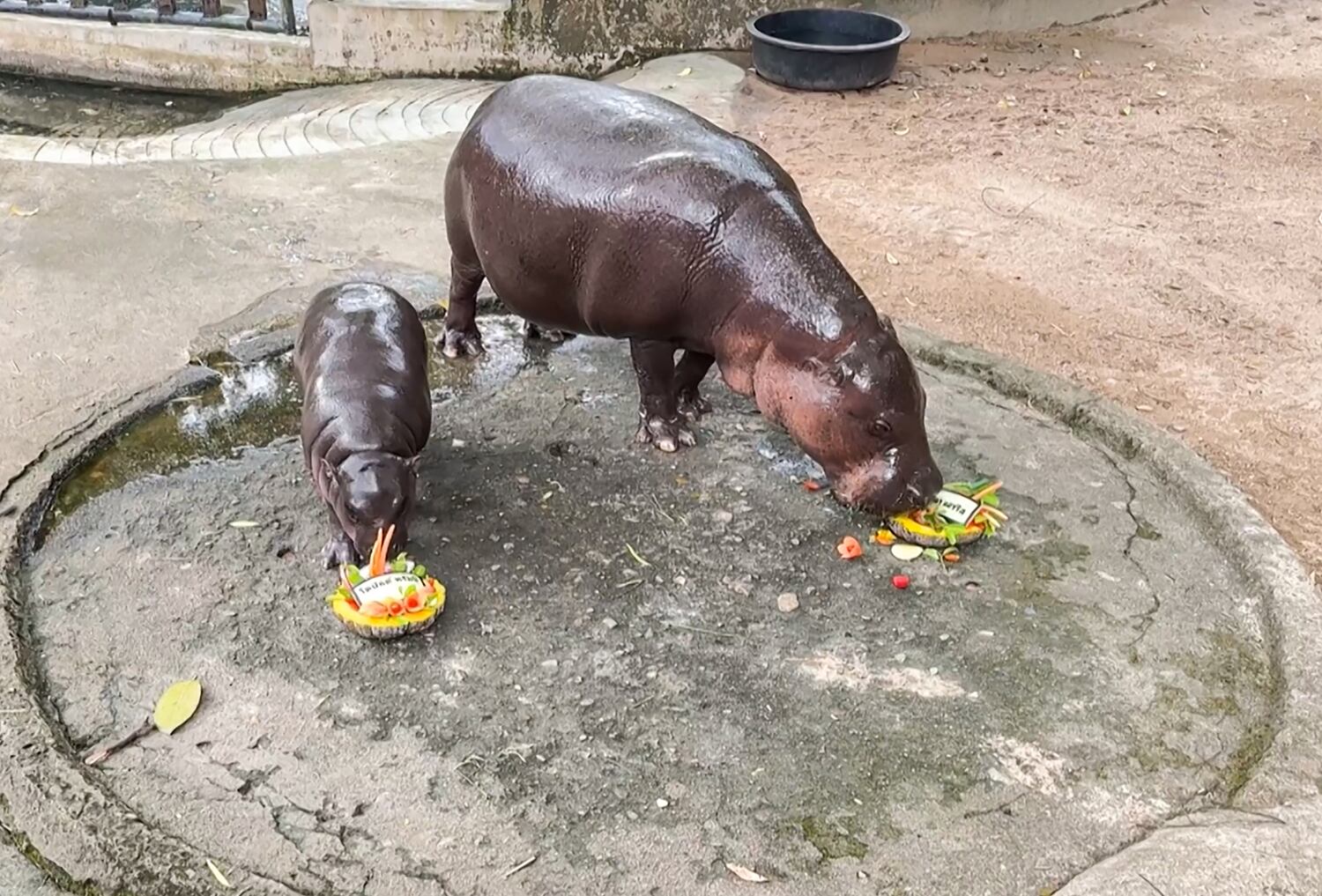 This screengrab taken from handout video footage released by Khao Kheow Open Zoo on Nov. 4, 2024 shows Moo Deng (L), a four-month-old pygmy hippo who has recently become a viral internet sensation, eating a dish of carved fruit with Donald Trump's name in Thai.