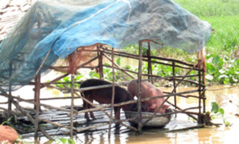 ១៤-មីនា-២០១៣៖ សត្វ​ជ្រូក​ដែល​អ្នក​ភូមិ​ពាមតាអួ ឃុំ​កែវពណ៌ ស្រុក​ពួក ខេត្ត​សៀមរាប ចិញ្ចឹម​លើ​ក្បូន ដោយ​វា​តែង​បន្ទោរ​បង់​លាមក​ចូល​ទឹក​ទន្លេ ដែល​គោក​រាក់ ហើយ​អ្នក​ភូមិ​តែង​ដង​ទឹក​ទន្លេ​នោះ​ងូត បោក​គក់​សម្លៀកបំពាក់ ដាំ​ស្ល និង​ផឹក​ជា​ប្រចាំ​ថ្ងៃ។