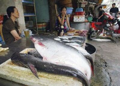 Cá basa của Việt Nam được người tiêu dùng Mỹ ưa chuộnghơn là cá catfish nội địa