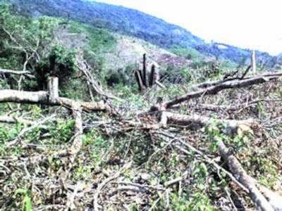 Rừng đầu nguồn Vĩnh Kim bị tàn phá.