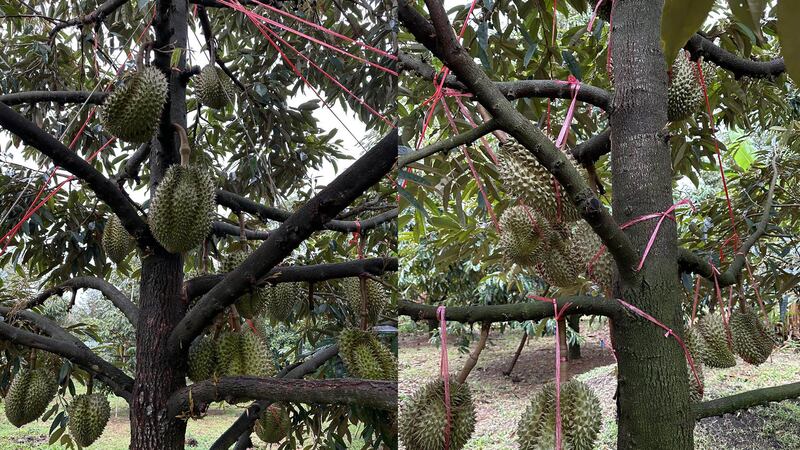 durian_samlot2023-2.jpg