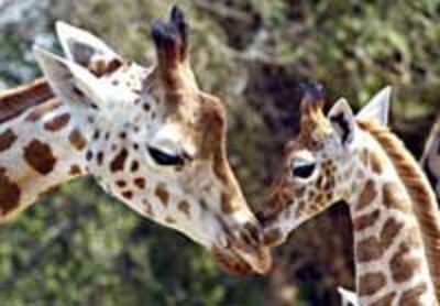 Giraffe200.jpg