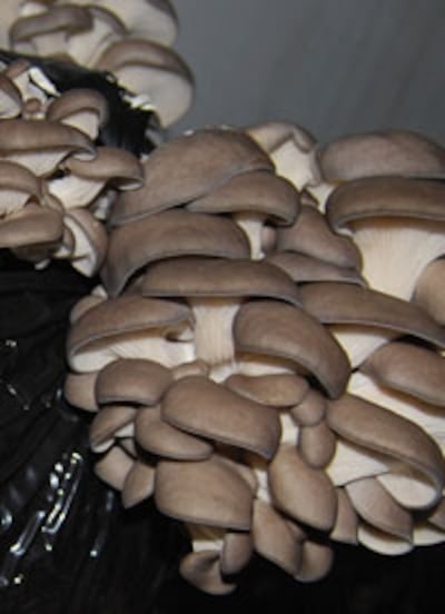 mushroom-200.jpg