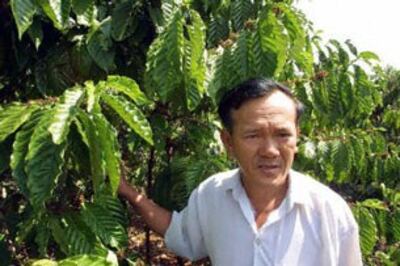 Ông Nguyễn Văn Bé chủ vườn,trồng loại cà phê Robusta ở Long Khánh