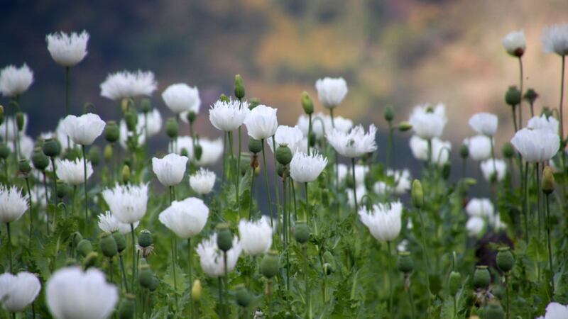 poppy-plantation.jpg
