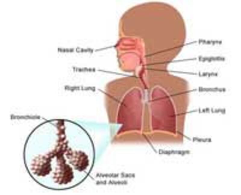 AcuteBronchitis200.jpg