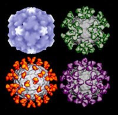 Rhinovirus200.jpg