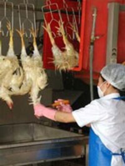 Chế biến thịt gà