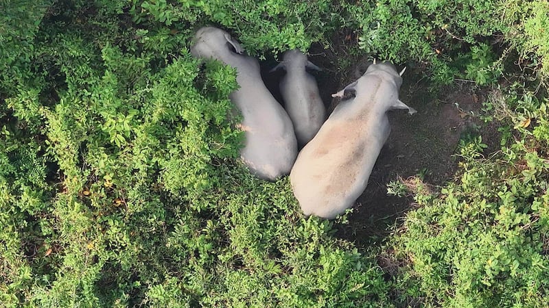 ສາເຫດທີ່ຊ້າງປ່າເຂົ້າມາຫາກິນເຂດບ້ານປະຊາຊົນ ແຂວງອັດຕະປື