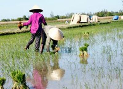 Cấy lúa trên ĐBSCL- AFP photo 