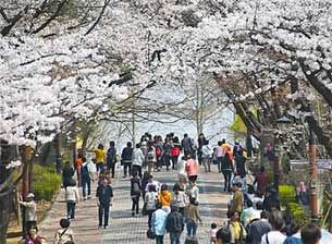 17일 서울 어린이대공원에서 시민들이 벚꽃길을 걷고 있다.