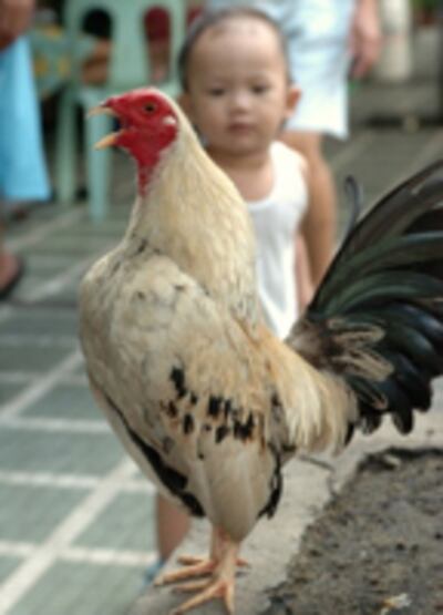 bird_flu-200.jpg