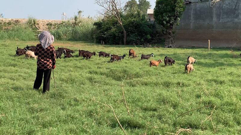 Goats_raising_‌_Kandal_1.jpg