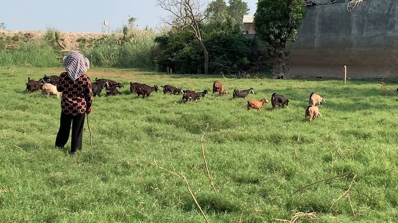 Goats_raising__Kandal_1.jpg
