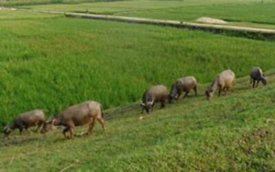 Một cánh đồng ở ngoại thành Hà Nội hôm 18 tháng 9 năm 2013. AFP PHOTO.