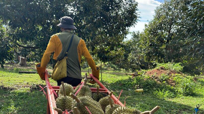durian_samlot2023-1.jpg