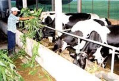 CowMilked200.jpg