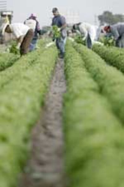 LaborImmigrateFarmer150.jpg