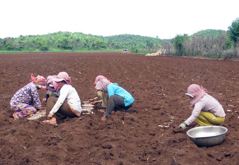 ប្រជាពលរដ្ឋ​នៅ​ឃុំ​រអាង ស្រុក​កំពង់សៀម ខេត្ត​កំពង់ចាម នាំ​គ្នា​ដាំ​អំពៅ​នៅ​លើ​ដី​របស់​ពួកគាត់ កាល​ពី​ថ្ងៃ​ទី​១០ កក្កដា ឆ្នាំ​២០១៦។