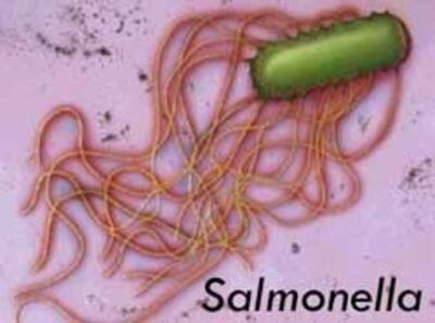 Vi khuẩn Salmonella. Photo courtesy of dcvonline.net