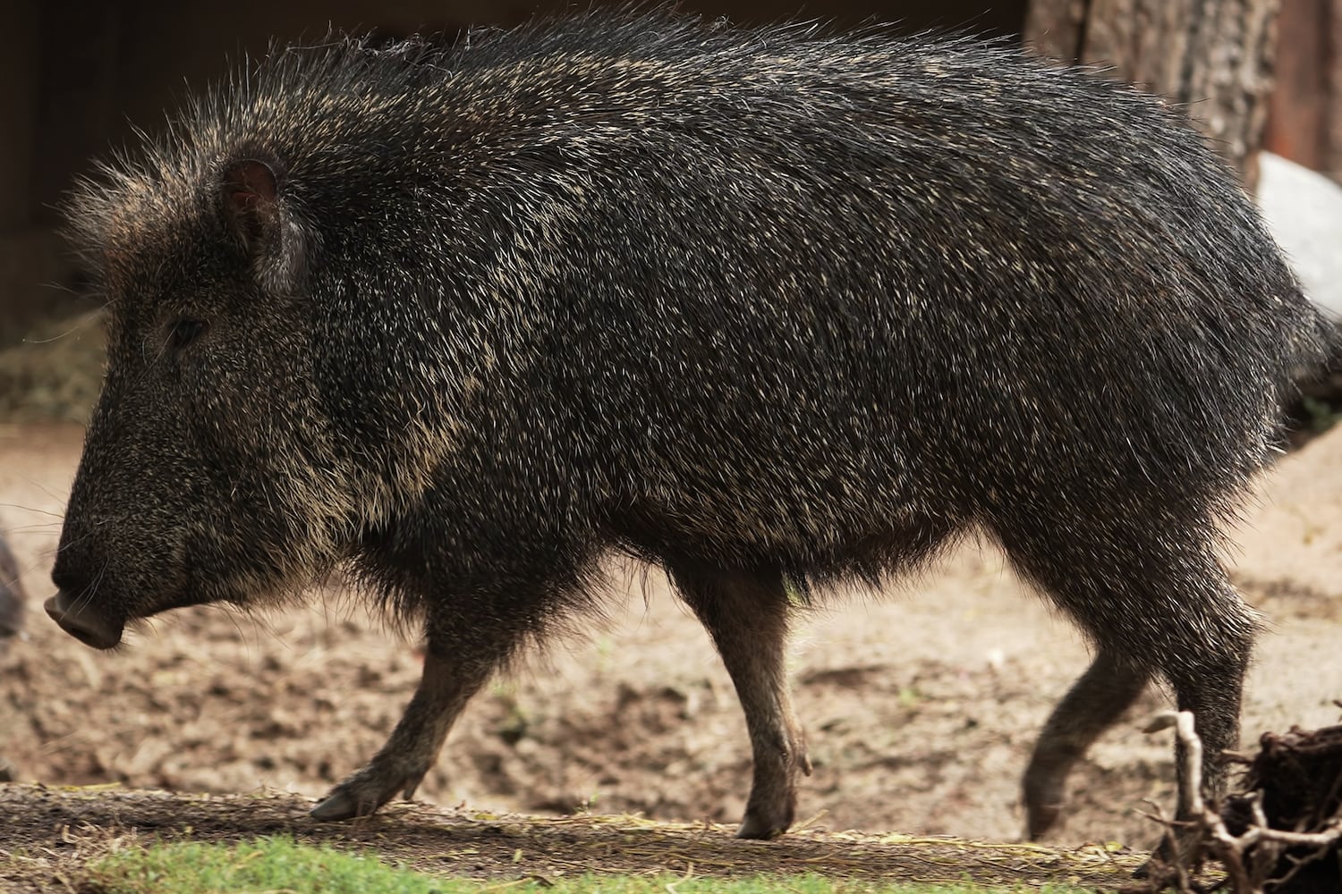 North Korea checks civil defense armories after weapons used for wild boar hunt