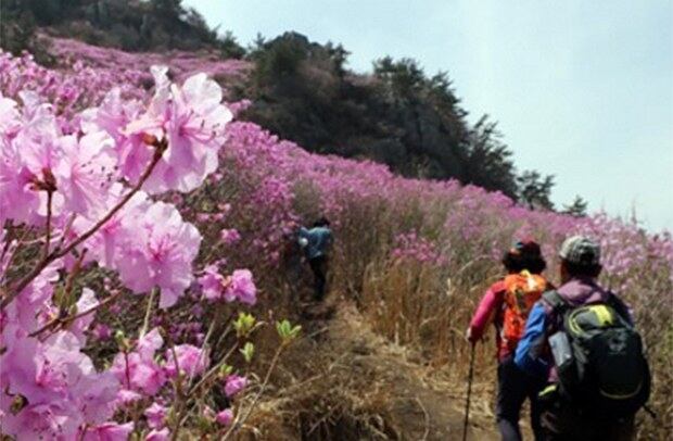 경남 거제시 대금산에 진달래꽃이 활짝 펴 온 산이 붉은 비단을 두른 듯 하다.
