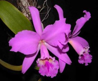 Lan Cattleya-labiata- Photo: Cássio van den Berg