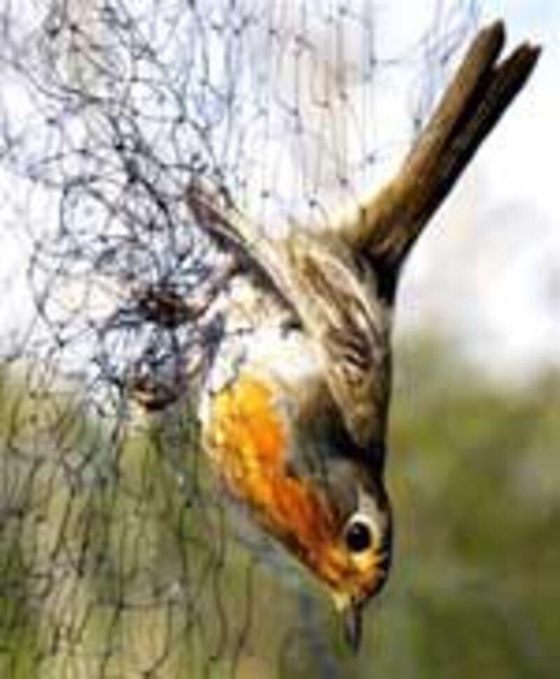 BirdFlu150.jpg