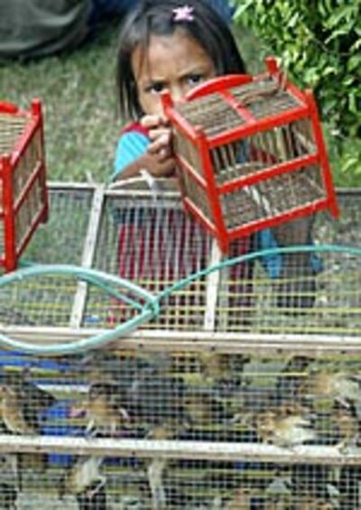 birdflu150.jpg