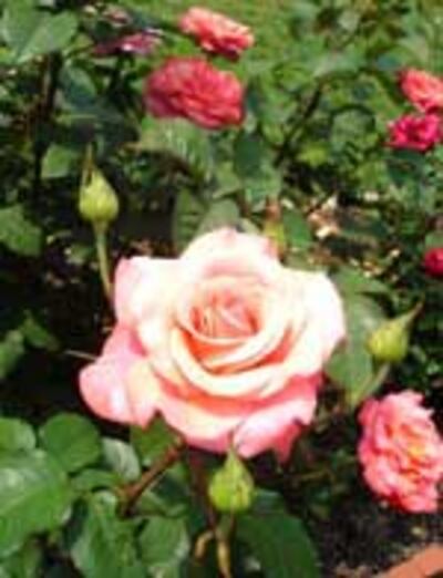 Rose150.jpg