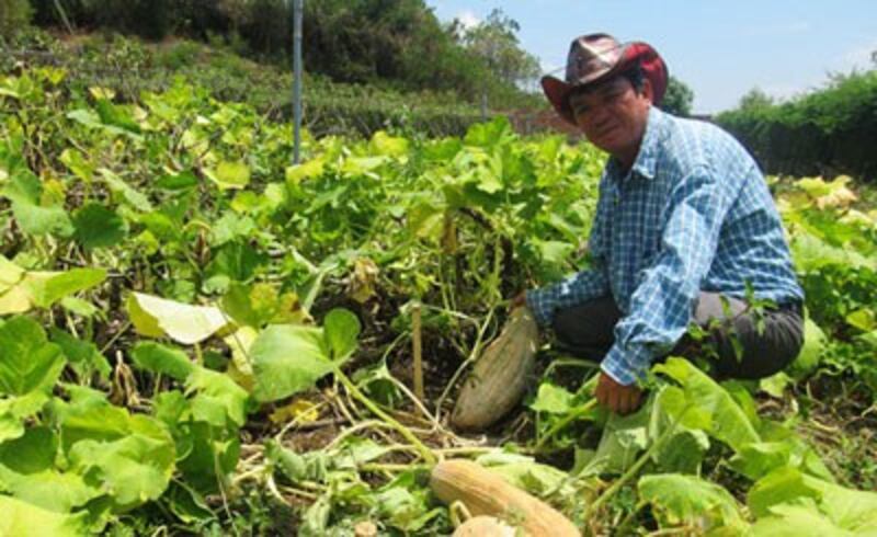 Trang trại rau sach Phú Yên của gia đình Cô Huỳnh Ngọc Châu. Courtesy photo.
