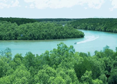 Hình minh hoạ. Rừng ngập mặn Cần Giờ